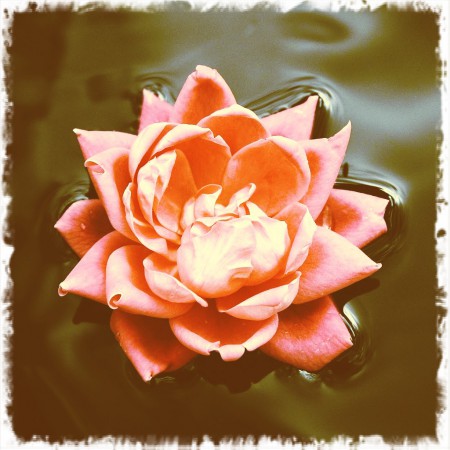 Chinese Rose